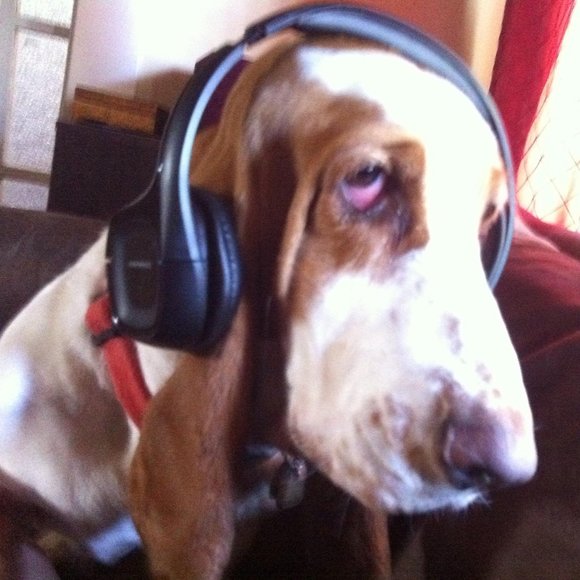 Meet your Posher, Lisa - Picture 1 of 1